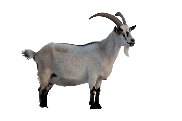 Goat with horns. Farm animal on transparent background