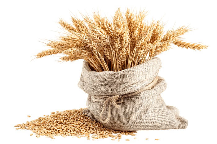 Abundant wheat stalks in burlap sack, agriculture, harvest, grain concept