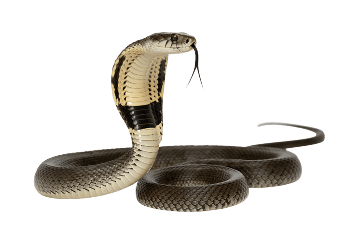 Striking monocled cobra with hooded neck and forked tongue
