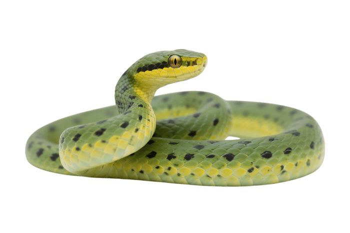 Coiled green spotted pit viper snake