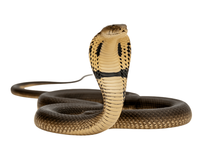 Majestic cobra posing with hood expanded on transparent background