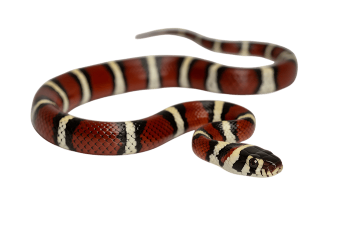 Red, black, and white milk snake coiled on transparent background