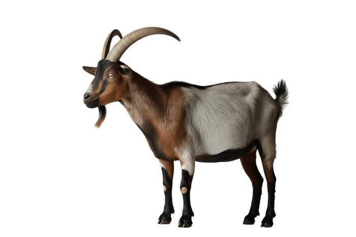 Goat with long horns and multi colored fur