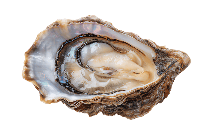 Fresh Oyster on Black Background