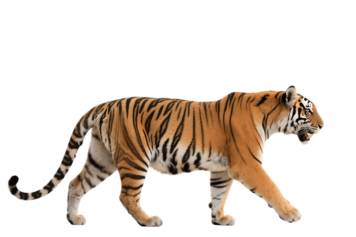 Walking tiger with orange and black stripes265