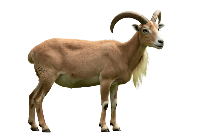Standing urial wild sheep mammal animal wildlife