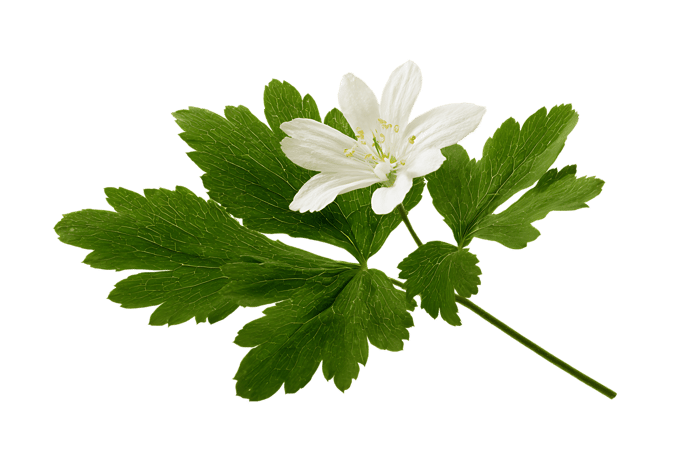 Close up of a delicate white wood anemone flower.