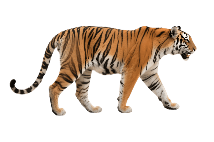 Walking tiger with orange and black stripes on transparent background310