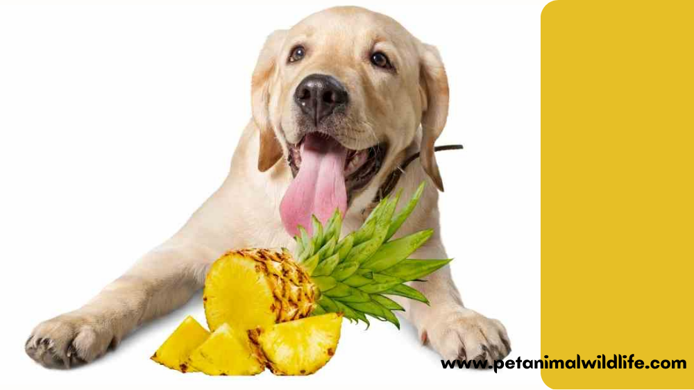 Is It Safe for Dogs to Eat Pineapple