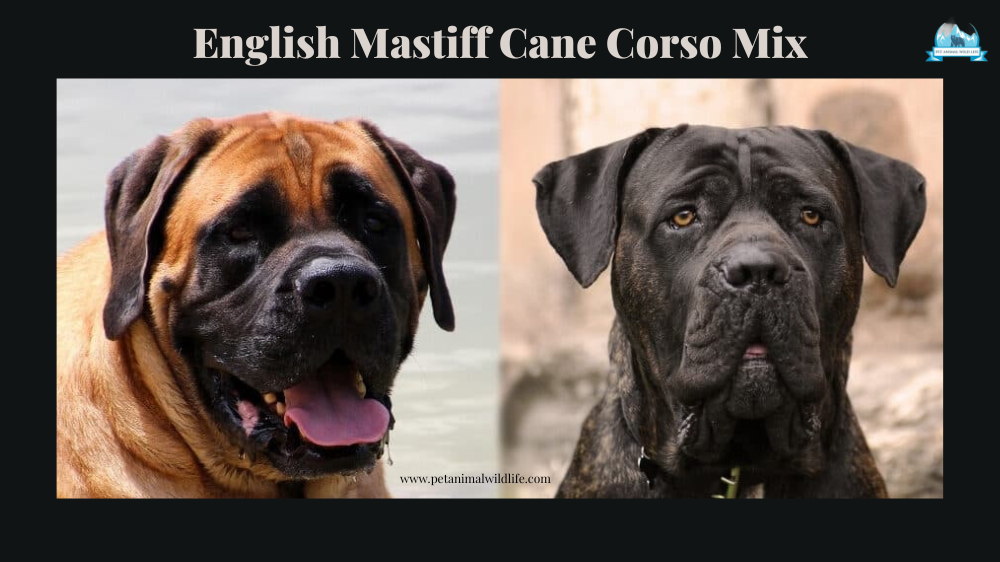 English Mastiff Cane Corso Mix