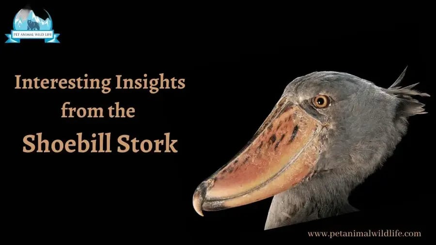 Interesting Insights from the Shoebill Stork