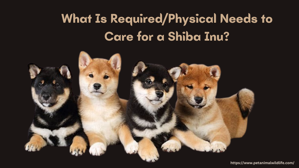 Care for a Shiba Inu & Physical Needs