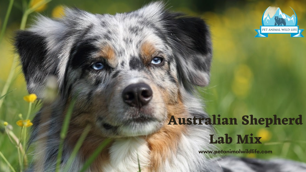 Australian Shepherd Lab Mix