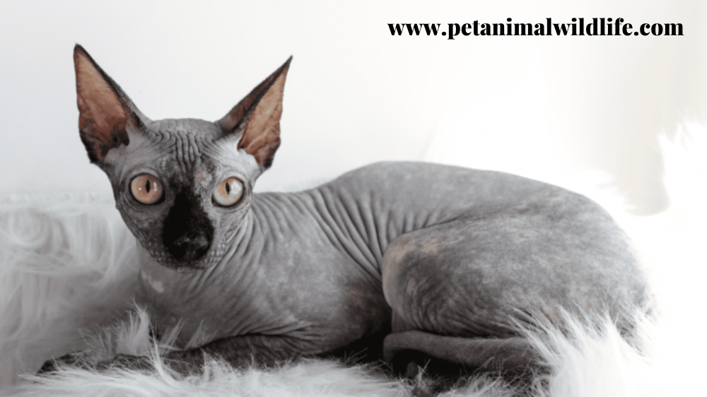 In This Image, Know about the Black Sphynx Cat