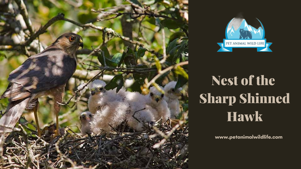  Nest of the Sharp Shinned Hawk