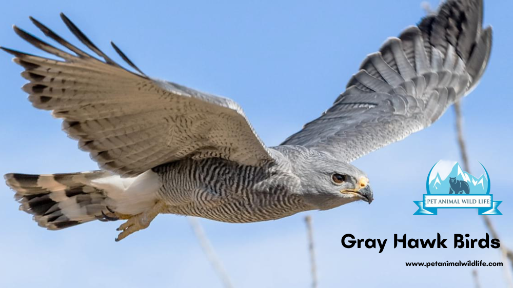  Gray Hawk