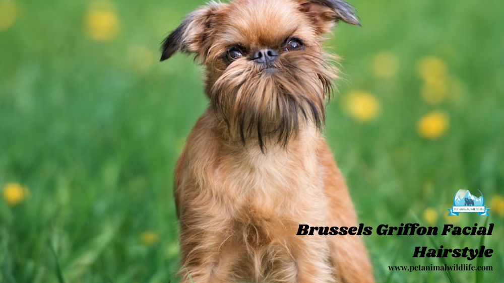 Brussels Griffon Facial Hairstyle