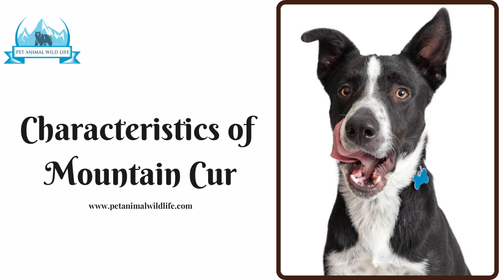 Characteristics of  Mountain Cur