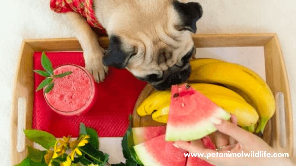 Dogs Eat Watermelon Skin
