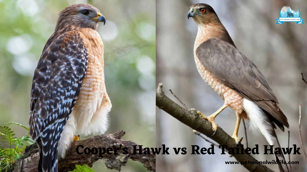  Cooper's Hawk vs Red Tailed Hawk