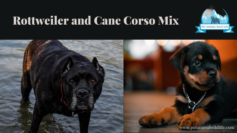 Rottweiler and Cane Corso Mix