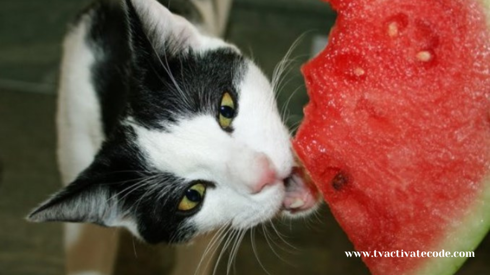 Watermelon Safe For Cats