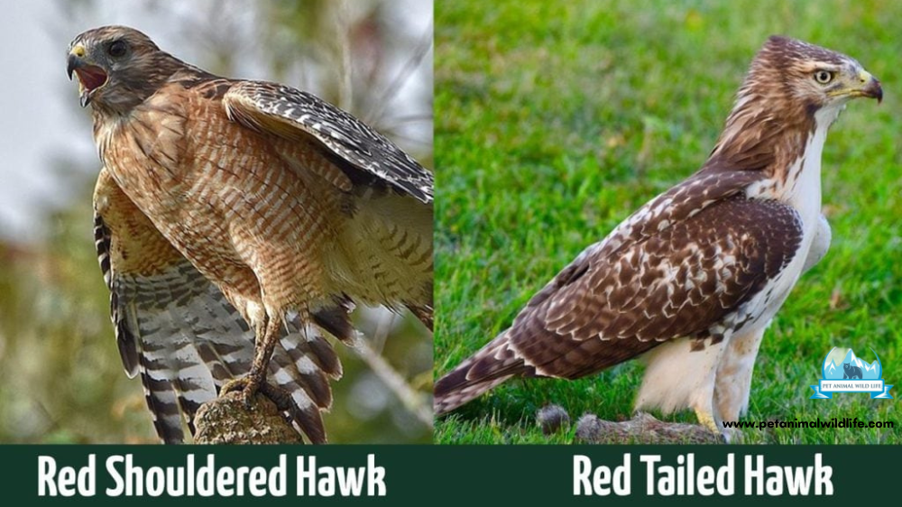 Red Tailed Hawk Vs Red Shouldered Hawk