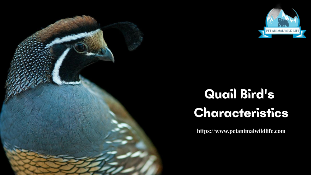 Quail Bird's Characteristics