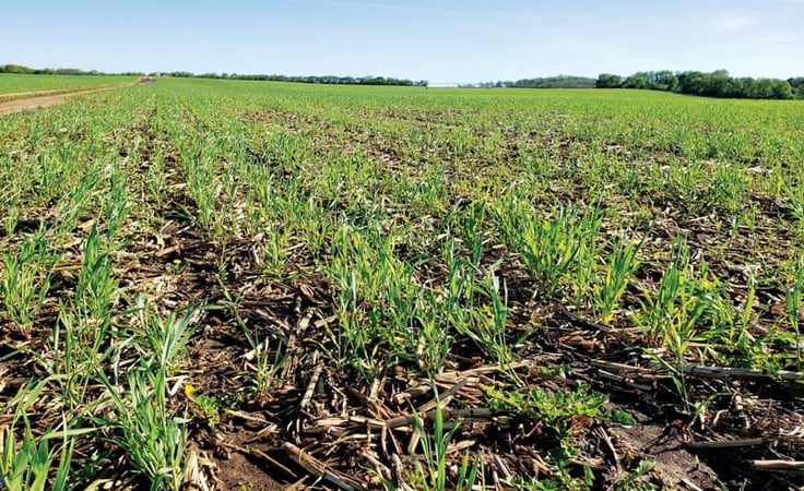 Beck Cereal Rye 2