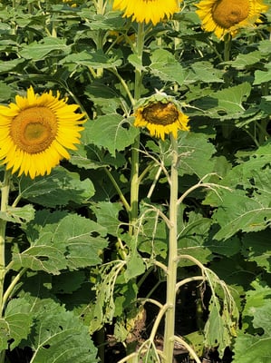 Sick Sunflower