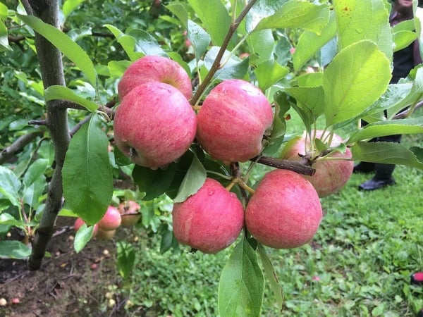 Apples