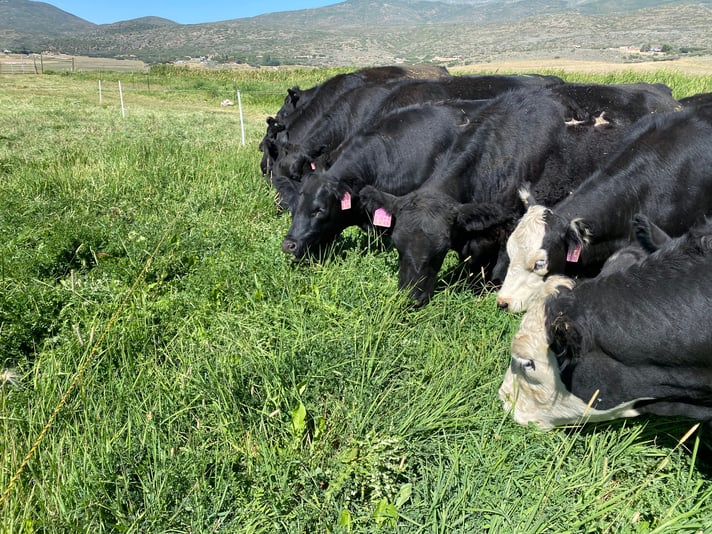 Grazing front
