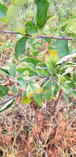 apple1
