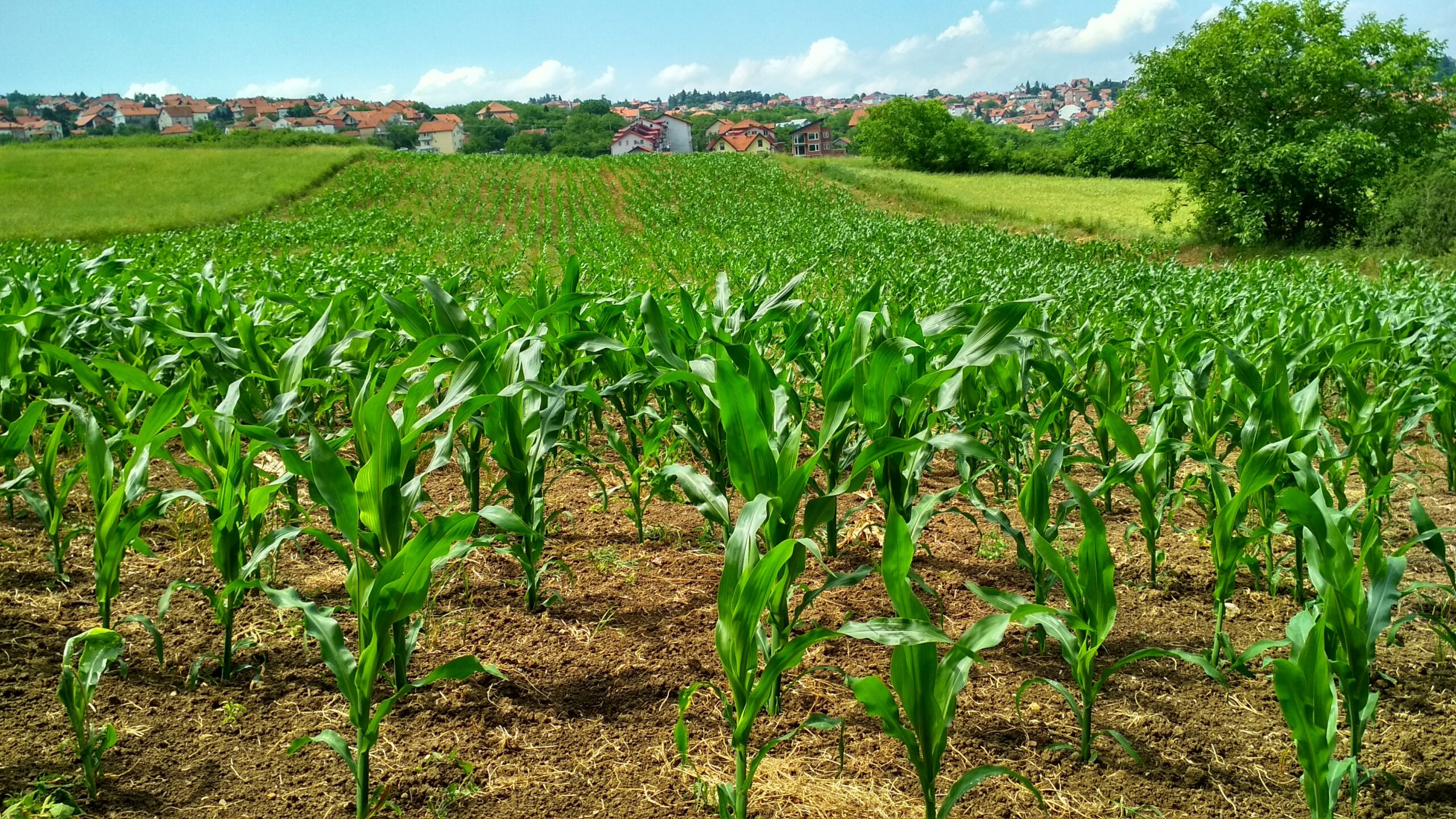 Understanding Rhizophagy