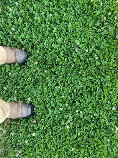 Clover sod foot