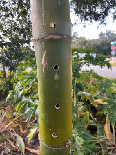 Bamboo2