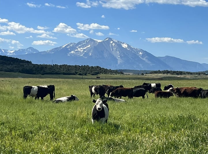 Sara cattle pic