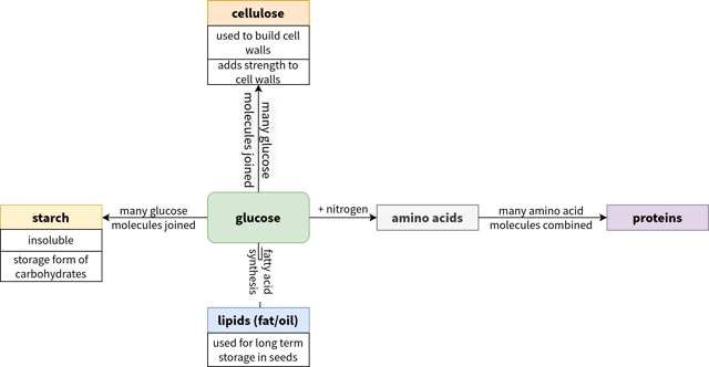 glucose_processes
