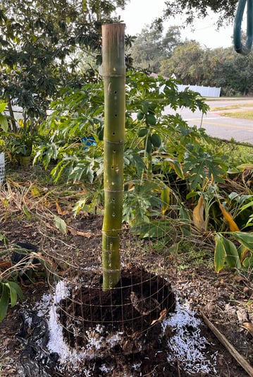 Bamboo