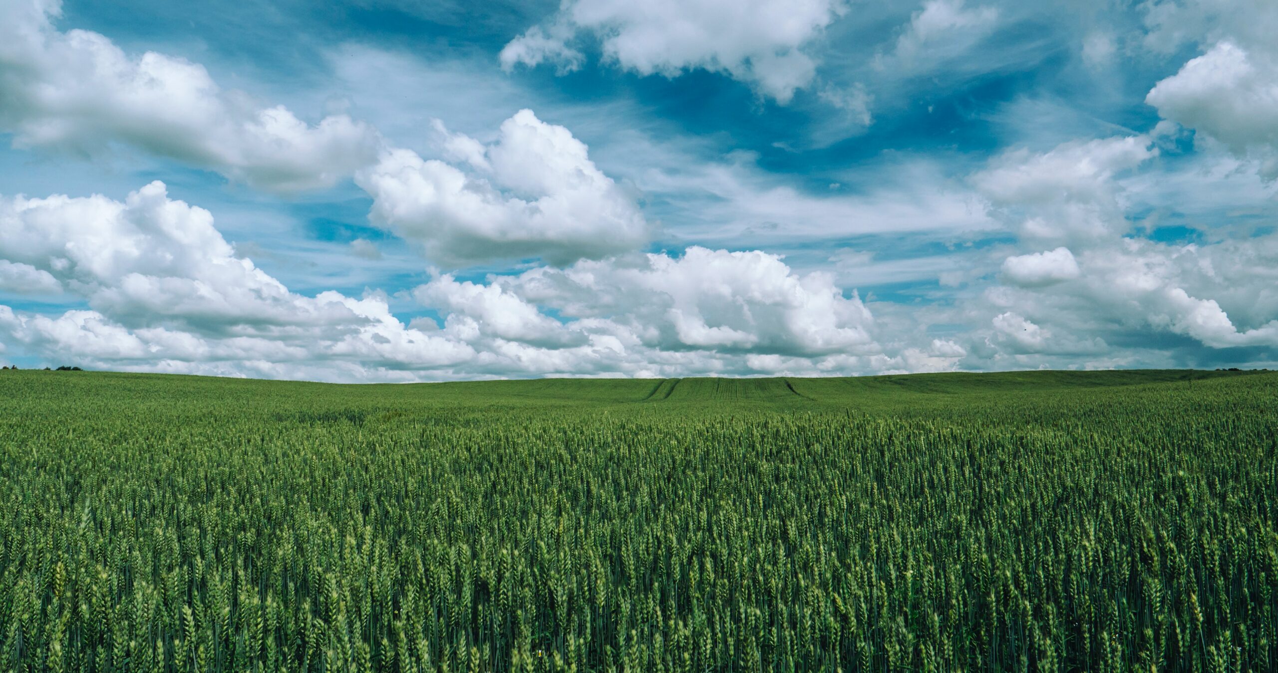 Precision Ag Plant Nutrition Management