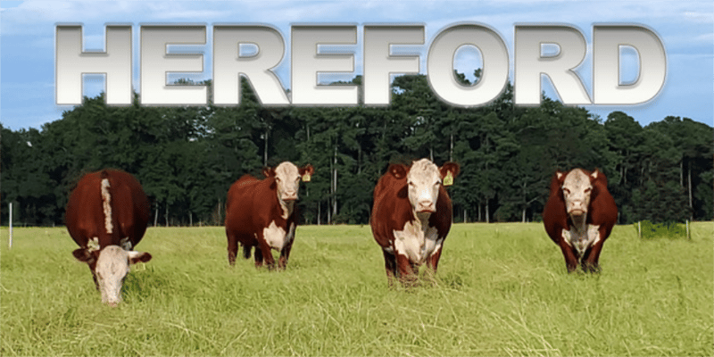 HEREFORD 1940x450