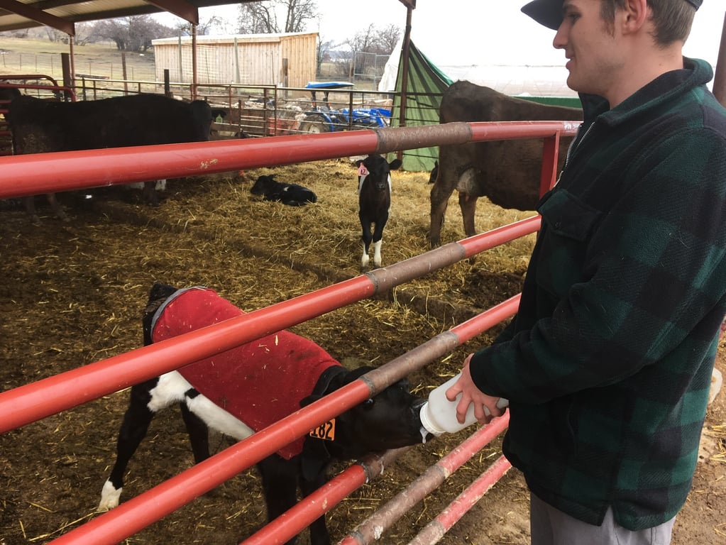 stands by a corral fence while bottle-fed calves wearing small coats drink from the bottlehe is holding