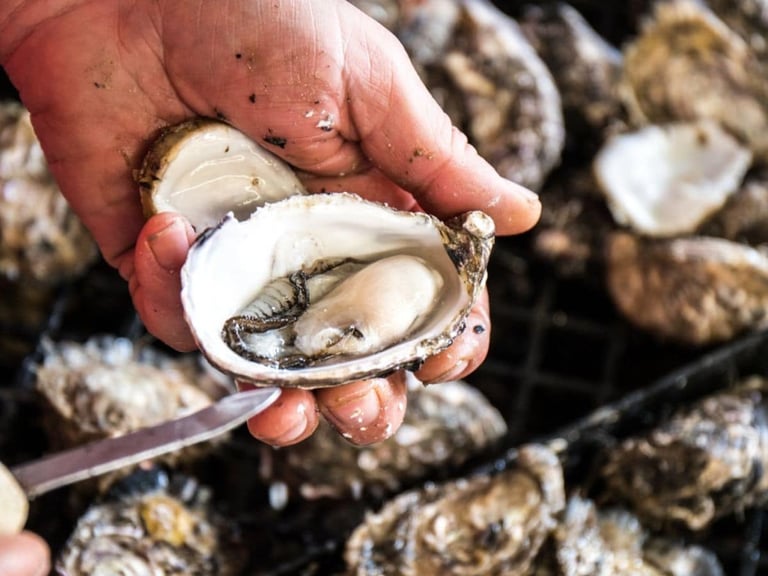 Eating Drinking American River Oyster Farm Location Kangaroo Island