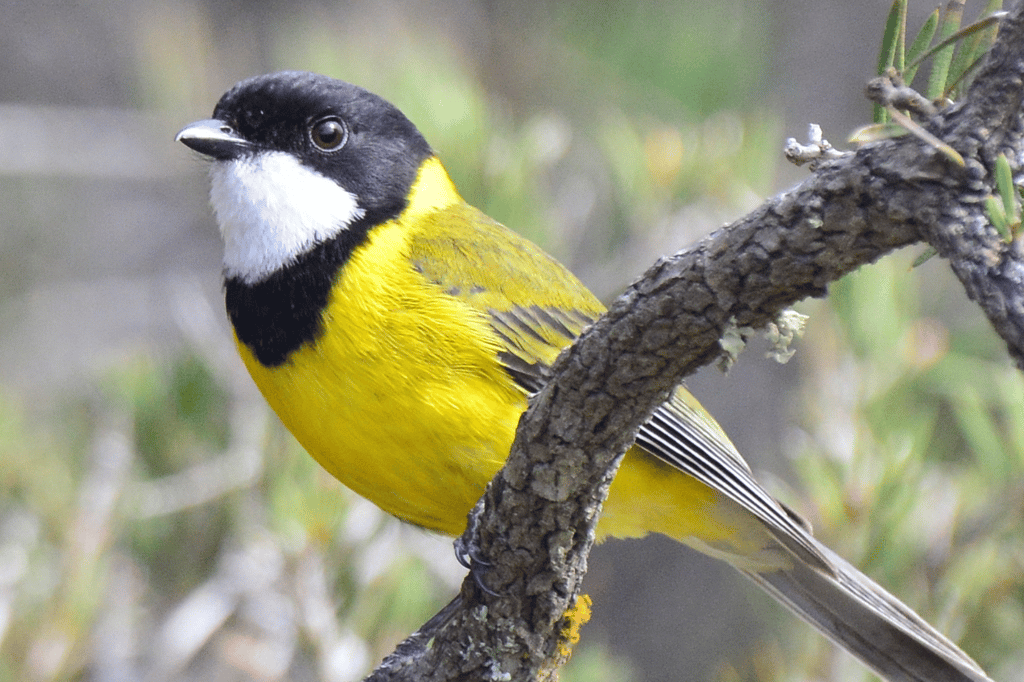 Australian Golden Whistler Pachycephala pectoralis - Male pictured Seadragon Lodge on Kangaroo Island, photographer: Nikki Redman, showcasing the island's unique wildlife and diverse bird species
