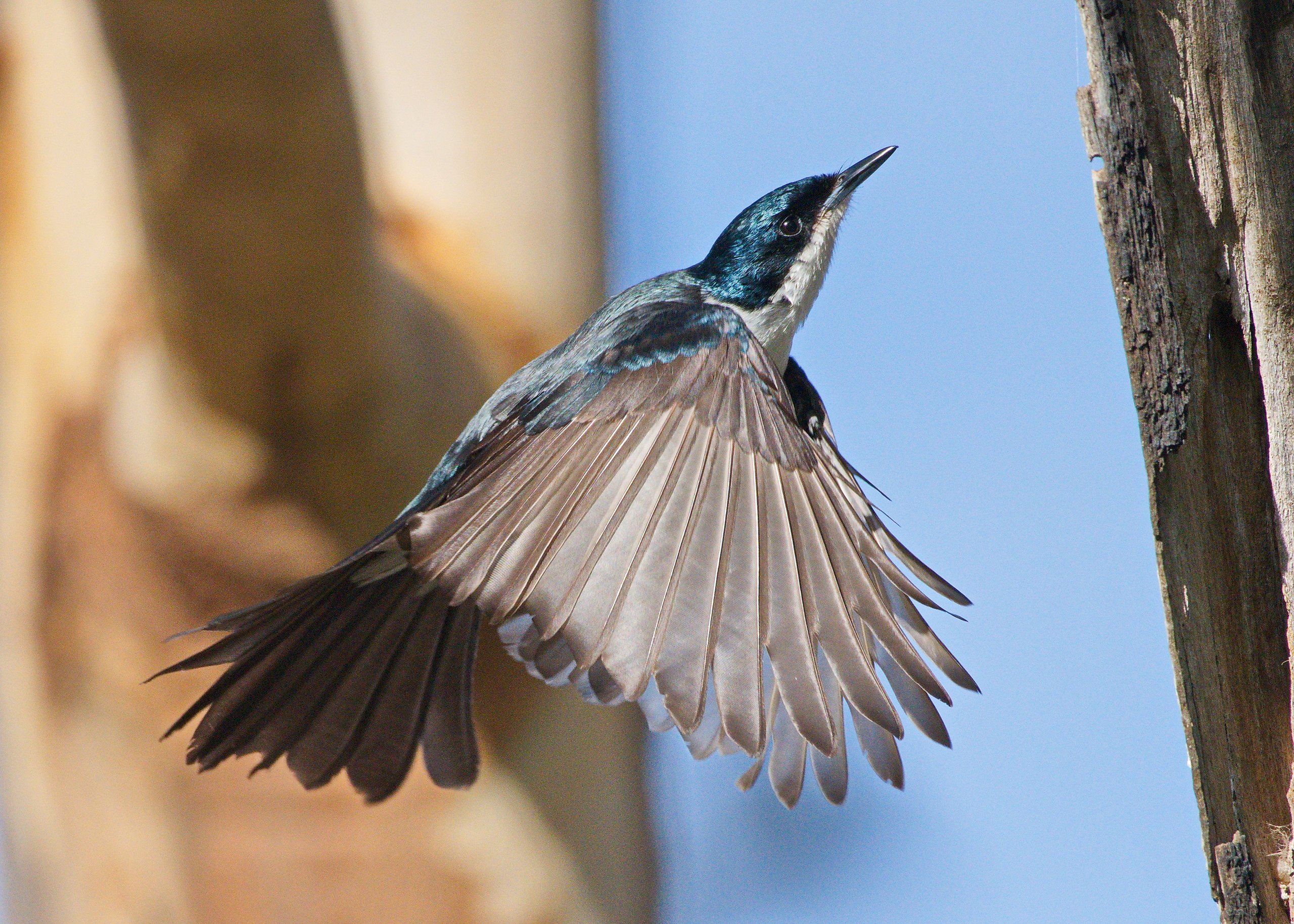 Bird Watching Kangaroo Island Photography by Nikki Redman
