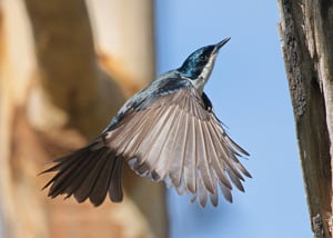 Bird Watching Kangaroo Island Photography by Nikki Redman