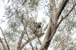 Eco-friendly accommodation at Sea Dragon Lodge Kangaroo Island South Australia, where guests can experience wildlife tours and beachfront views