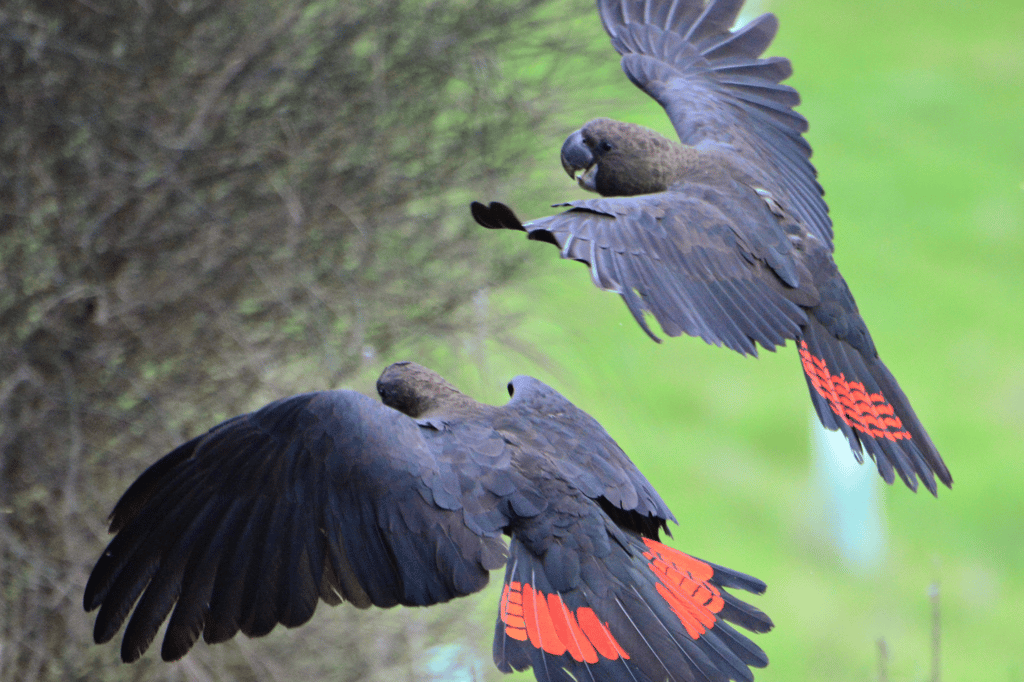 Seadragon Lodge on Kangaroo Island, photographer: Nikki Redman, showcasing the island's unique wildlife and diverse bird species Kangaroo Island Glossy Black Cockatoo (also known as Red-Tailed Black Cockatoo)