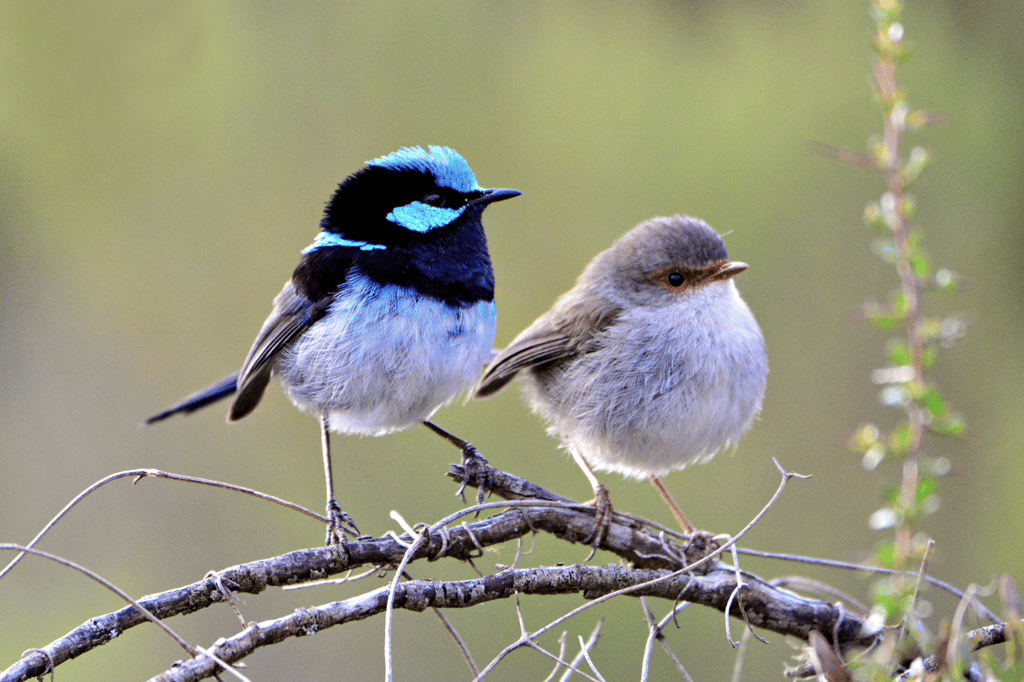 Wrens on Kangaroo Island, Seadragon Lodge on Kangaroo Island, photographer: Nikki Redman, showcasing the island's unique wildlife and diverse bird species