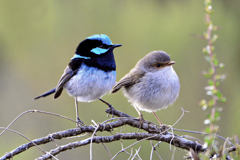 Wrens on Kangaroo Island, Seadragon Lodge on Kangaroo Island, photographer: Nikki Redman, showcasing the island's unique wildlife and diverse bird species